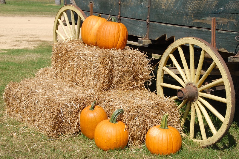 Your Event Party Rentals has what you need to rent for any of your fall events including Halloween or Thanksgiving.